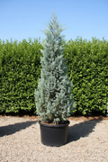 Cupressus Cipres conifeer zilverblauw