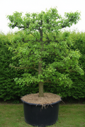 Pyrus sierpeer als dakvorm met brede natuurlijke kroon