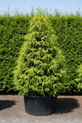 Cryptomeria Japanse Ceder conifeer