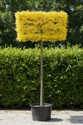 Gleditsia Sunburst als dakvorm met goudgeel blad