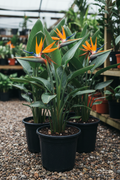 Strelitzia paradijsvogelplant in zwarte kwekerspot op grintondergrond