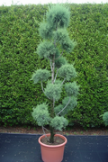 Cupressocyparis Leyland cipres bonsai in terracotta pot