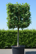 Platanus plataan als dakvorm in bamboeframe