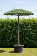 Cedrus ceder als dakvorm met natuurlijke parasolvorm