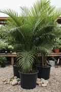 Phoenix dadelpalm in zwarte kwekerspot op grintondergrond