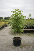 Juglans walnootboom met geveerde bladeren in kwekerspot