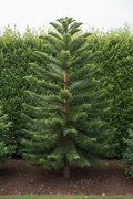 Araucaria Apenboom - grote boom