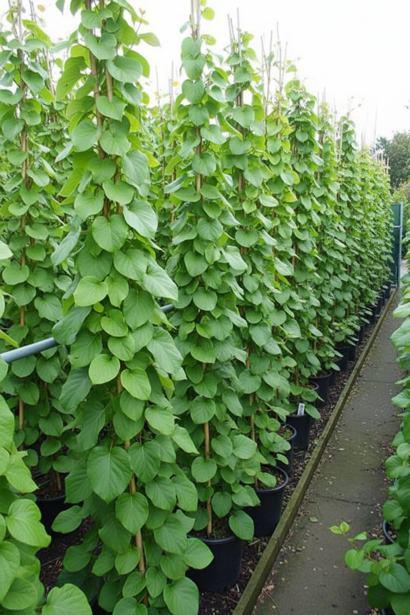 Actinidia kiwiplant met grote groene bladeren in rijen