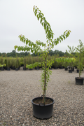 Ulmus iep met getande bladeren in kwekerspot