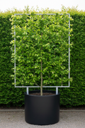 Carpinus betulus haagbeuk als dak- en leivorm op bamboeframe