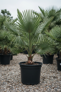 Chamaerops dwergpalm in zwarte kwekerspot op grintondergrond