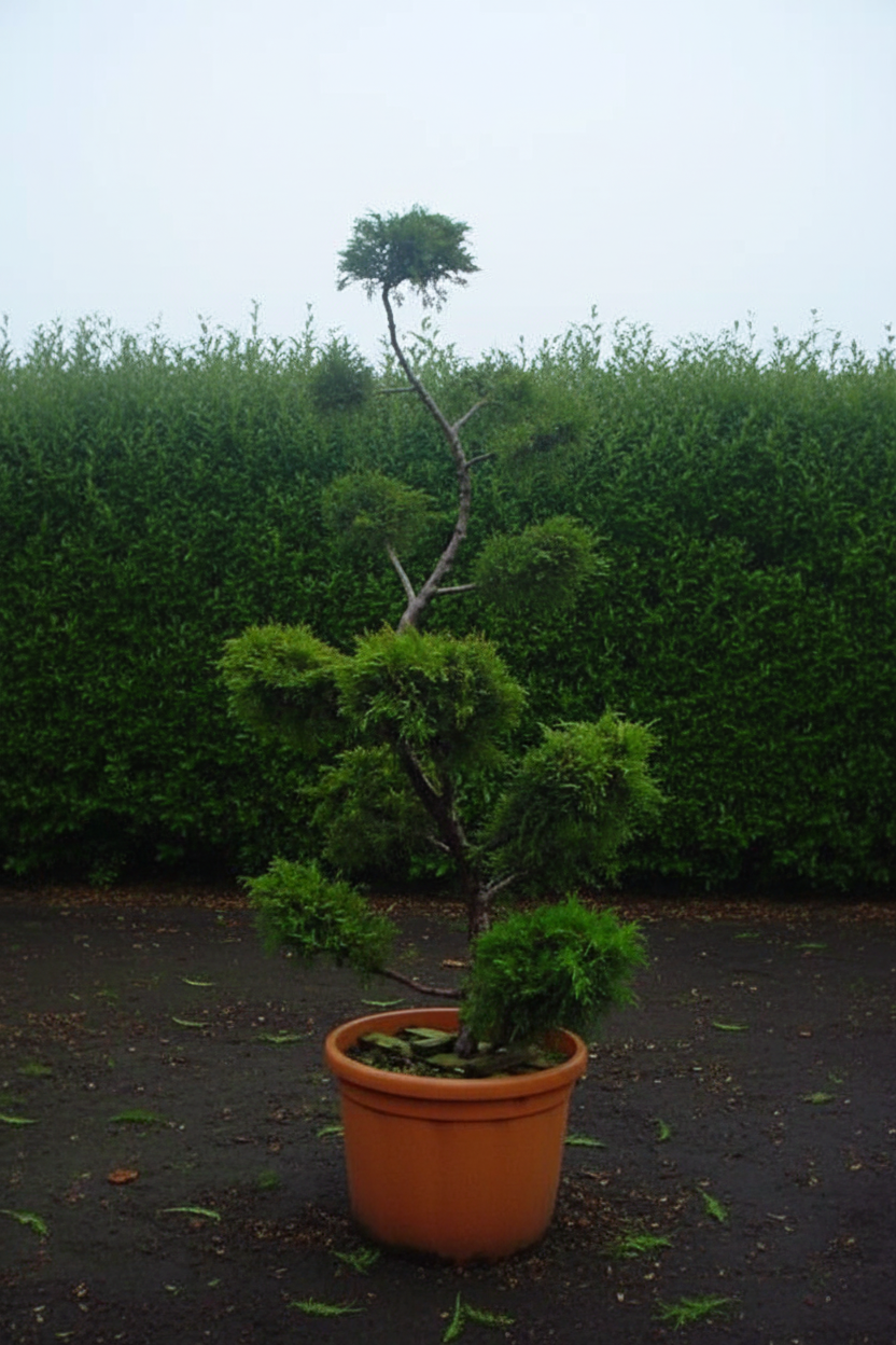 Juniperus jeneverbes bonsai slank hoog in terracotta pot