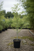 Phyllostachys viridiglaucescens bamboe in zwarte kwekerspot op grintondergrond