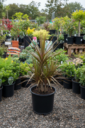 Cordyline koolpalm in zwarte kwekerspot op grintondergrond