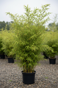 Phyllostachys bisettii bamboe in zwarte kwekerspot op grintondergrond