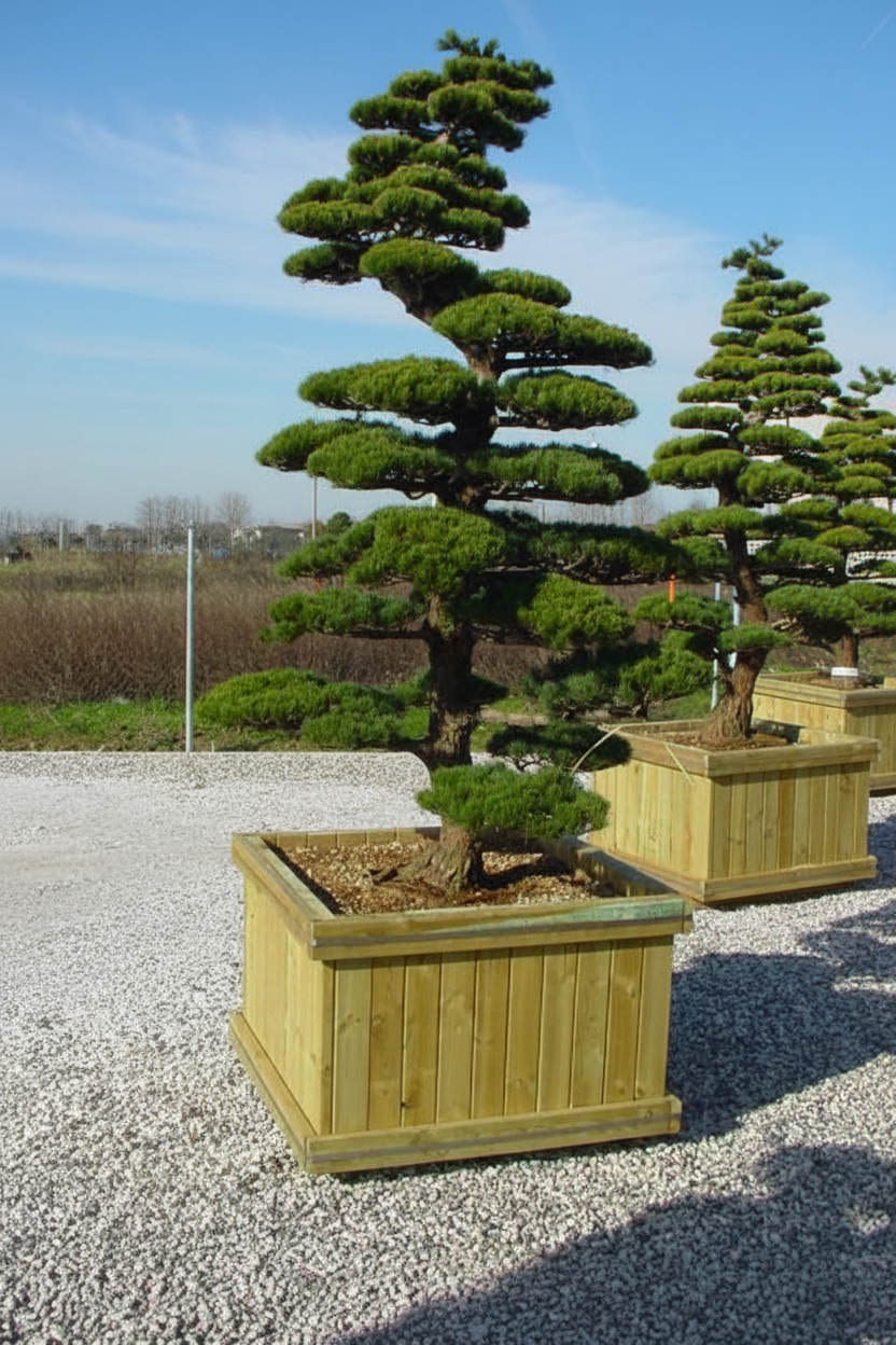 Pinus niwaki bonsai in houten bak