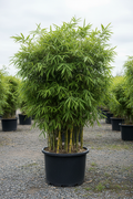 Bambusa bamboe met dichte groene halmen in kwekerspot