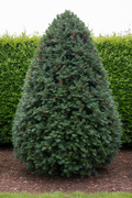 Taxus Venijnboom conifeer natuurlijke vorm