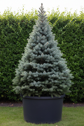 Picea Spar conifeer