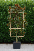 Magnolia grandiflora als dak- en leivorm