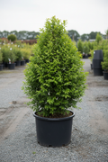 Carpinus haagbeuk met dicht groen blad in kwekerspot