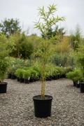 Phyllostachys vivax bamboe in zwarte kwekerspot op grintondergrond
