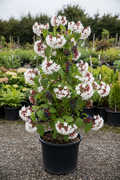 Clerodendrum harlekijnboom met witte bloemen en rode kelken in kwekerspot