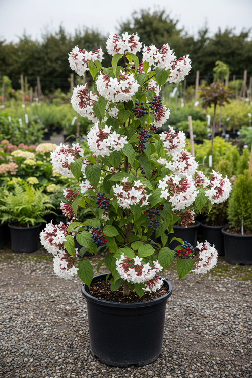 Clerodendrum harlekijnboom met witte bloemen en rode kelken in kwekerspot