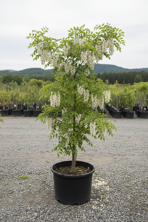 Robinia acacia met witte bloementrossen in kwekerspot