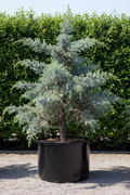 Juniperus Jeneverbes conifeer