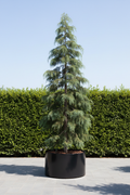 Cedrus Ceder conifeer