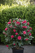 Camellia japonica met roze bloemen in zwarte pot