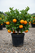 Citrusboom in zwarte kwekerspot op grintondergrond