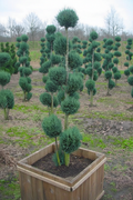 Chamaecyparis schijncipres bonsai pompom stijl in houten bak
