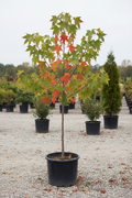Liquidambar amberboom met stervormige bladeren in kwekerspot