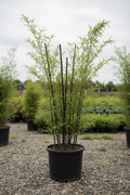 Phyllostachys nigra zwarte bamboe in zwarte kwekerspot op grintondergrond