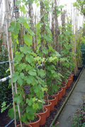 Vitis wijnstok klimplant met groene bladeren en druiventrossen in rijen