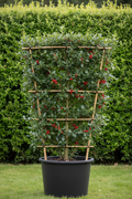 Ilex aquifolium hulst als dak- en leivorm