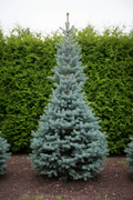 Abies Zilverspar - grote boom