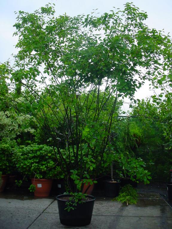 Amelanchier (Krentenboompje)